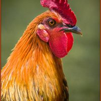 Kauai Rooster - Judy Lanier